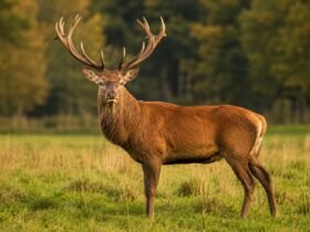 Red Stag